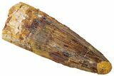 Fossil Spinosaurus Tooth - Real Dinosaur Tooth #312973-1